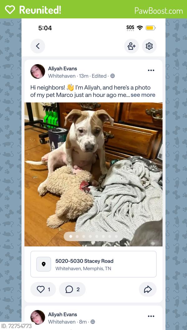 Reunited Male Dog last seen Stacey rd and he ran towards Holmes rd , Memphis, TN 38109