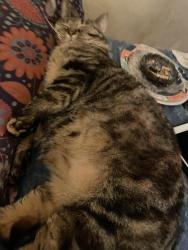 Lost Female Cat last seen Hamilton Ave , North College Hill, OH 45224