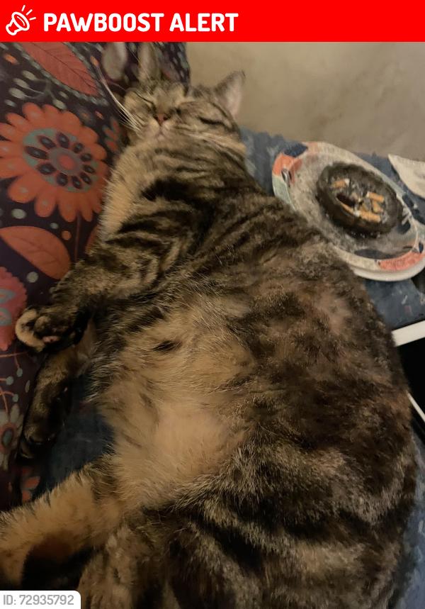 Lost Female Cat last seen Hamilton Ave , North College Hill, OH 45224