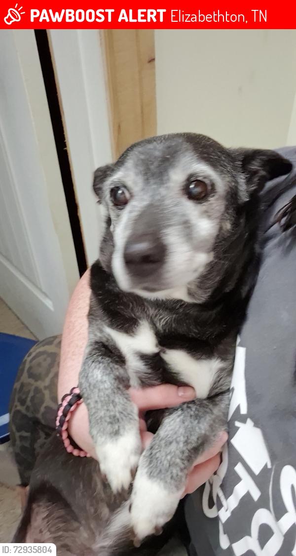 Lost Male Dog last seen By Jim Elliott rd, Elizabethton, TN 37643