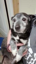 Lost Male Dog last seen By Jim Elliott rd, Elizabethton, TN 37643