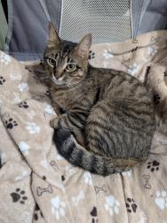 Found/Stray Male Cat last seen Near hwy and Shipp rd. by the Lake Ray Hubbard, Rowlett, TX 75088