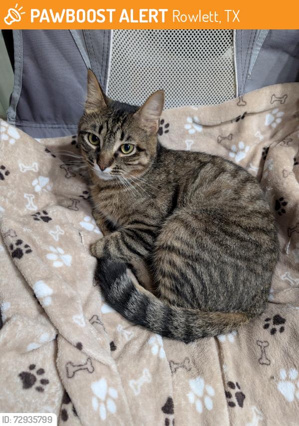 Found/Stray Male Cat last seen Near hwy and Shipp rd. by the Lake Ray Hubbard, Rowlett, TX 75088