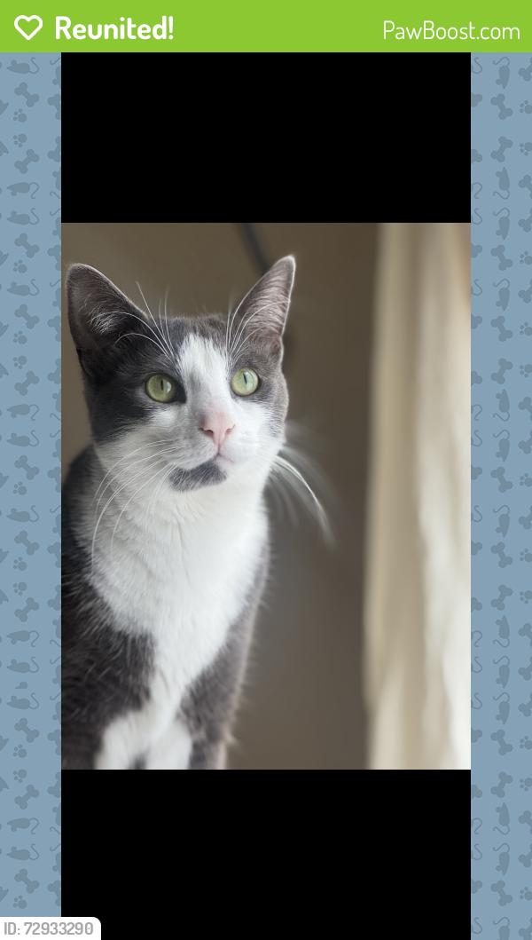 Reunited Female Cat last seen Benstein rd / maple rd , Commerce Township, MI 48390