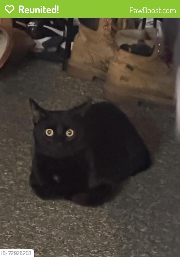 Reunited Male Cat last seen High St and Green St Somersworth, NH, Somersworth, NH 03878