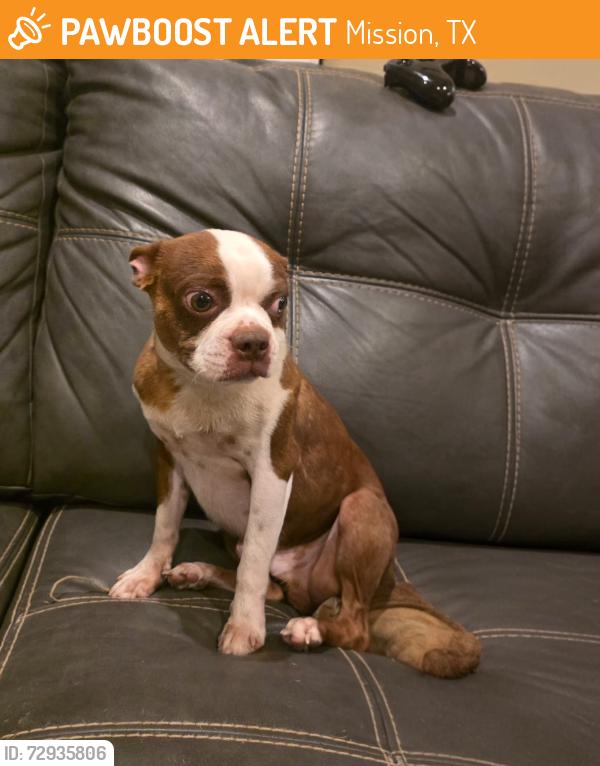 Found/Stray Male Dog last seen Shary Rd, Mission, TX 78574
