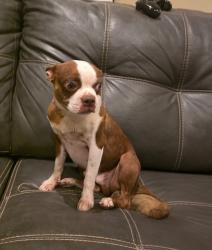 Found/Stray Male Dog last seen Shary Rd, Mission, TX 78574