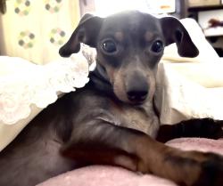 Reunited Female Dog last seen Near and Mulberry lane, Harris County, GA 31808