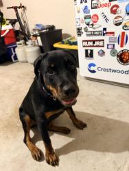 Found/Stray Female Dog last seen Bridgestone Lakes Dr., Harris County, TX 77388