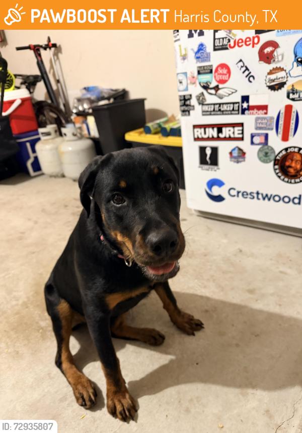 Found/Stray Female Dog last seen Bridgestone Lakes Dr., Harris County, TX 77388