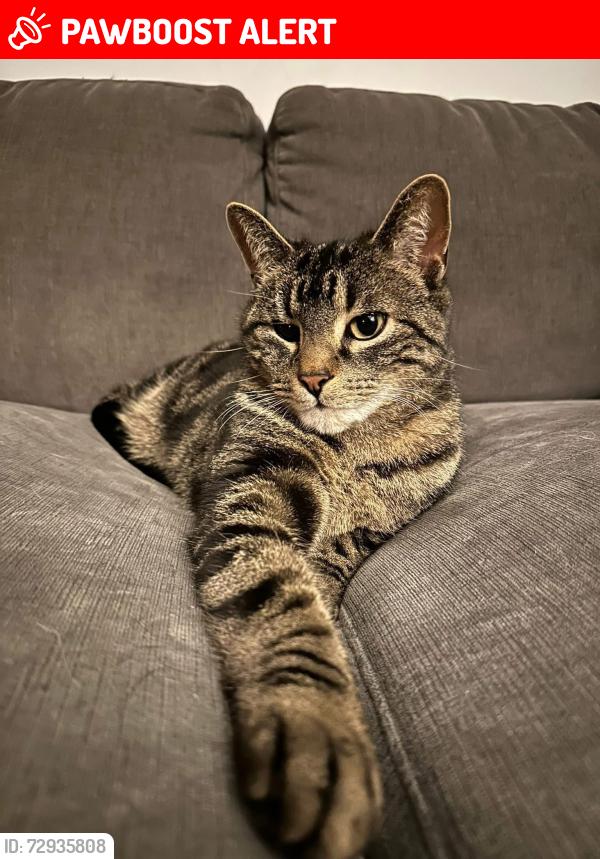 Lost Male Cat last seen Westchester Avenue & Blain Place St.Catharines , St. Catharines, ON L2P