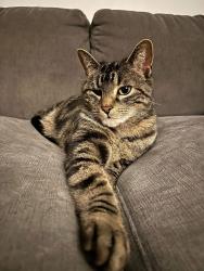 Lost Male Cat last seen Westchester Avenue & Blain Place St.Catharines , St. Catharines, ON L2P