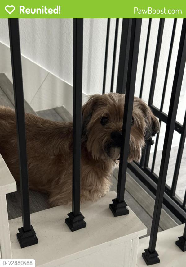 Reunited Female Dog last seen Cottingham , Houston, TX 77048