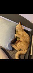 Lost Male Cat last seen Idk, Rio Rancho, NM 87124