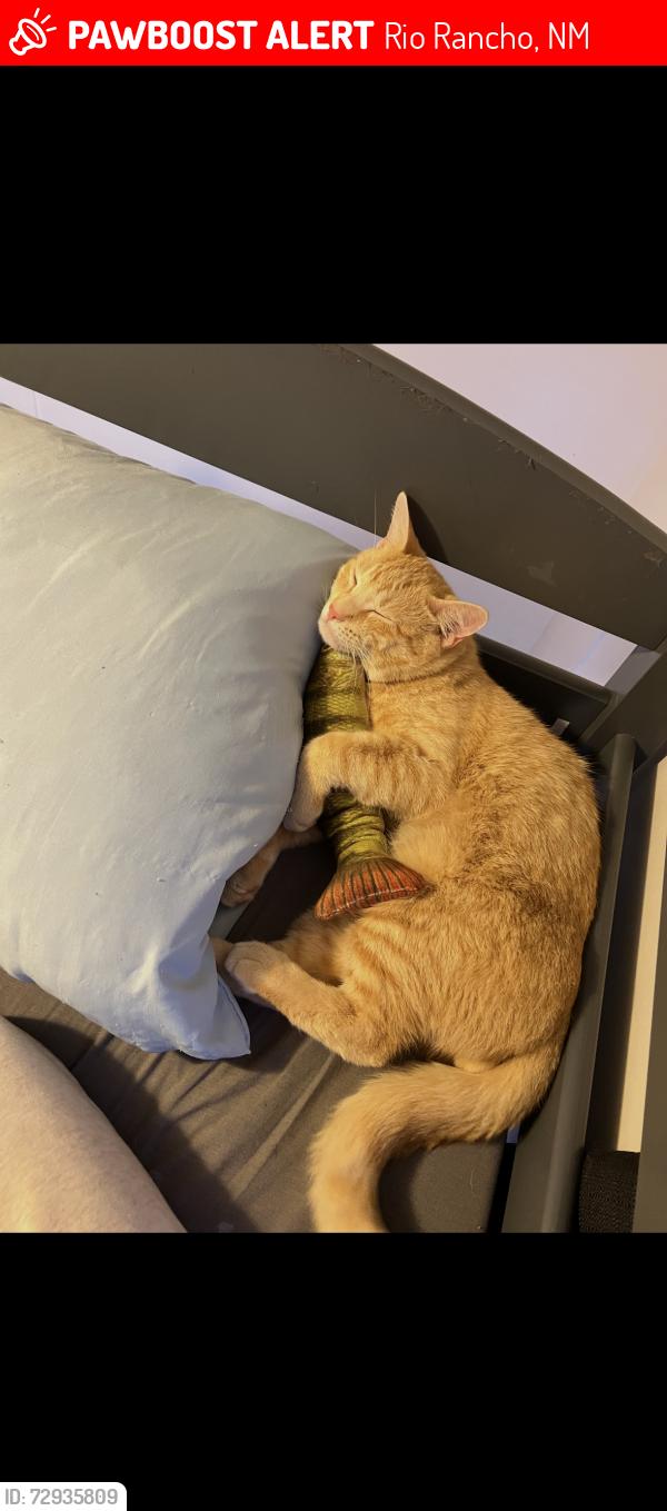 Lost Male Cat last seen Idk, Rio Rancho, NM 87124