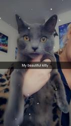 Lost Female Cat last seen Near Brett Circle , Nixa, MO 65714