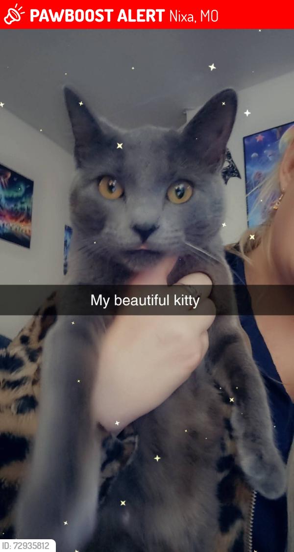 Lost Female Cat last seen Near Brett Circle , Nixa, MO 65714