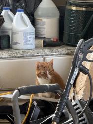 Found/Stray Male Cat last seen greystone golf, Washington, MI 48095