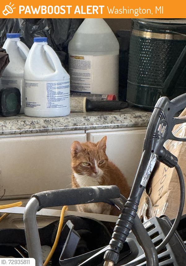 Found/Stray Male Cat last seen greystone golf, Washington, MI 48095