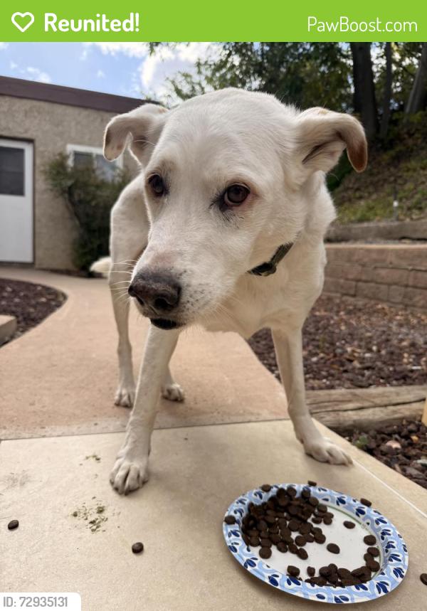 Reunited Male Dog last seen Carob tree ln , El Cajon, CA 92021