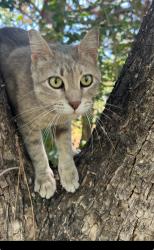 Found/Stray Female Cat last seen Hickory and Chisom , Anthony, TX 79821
