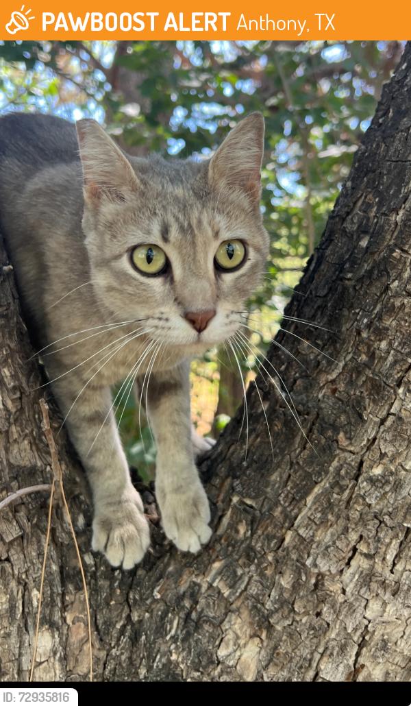 Found/Stray Female Cat last seen Hickory and Chisom , Anthony, TX 79821