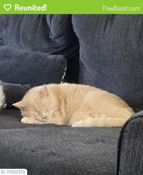 Reunited Male Cat last seen Main Street and University. Across from Blaine High School, Blaine, MN 55434