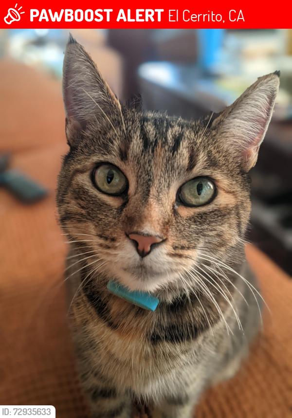 Lost Female Cat last seen Fairmount Ave and Victoria St, El Cerrito, CA 94530