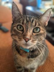 Lost Female Cat last seen Fairmount Ave and Victoria St, El Cerrito, CA 94530