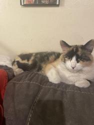Lost Female Cat last seen Wyoming and copper by the golf course , Albuquerque, NM 87123