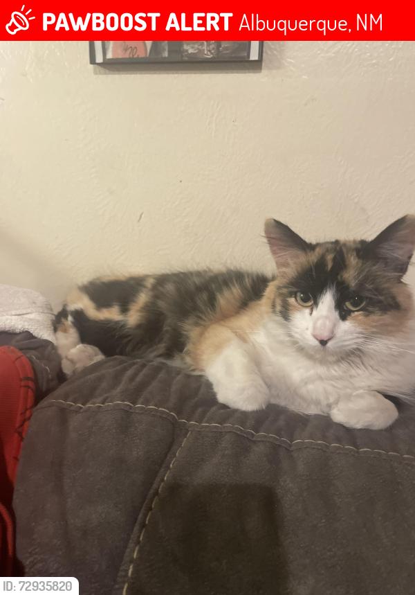 Lost Female Cat last seen Wyoming and copper by the golf course , Albuquerque, NM 87123