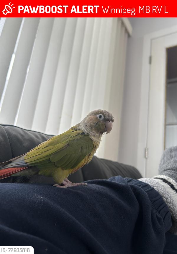 Lost Male Bird last seen Collicutt School, Cottingham St., Macklin Ave., Richardson Ave., Coralberry Ave., Arrowwood Dr. S.,, Winnipeg, MB R2V 2L5