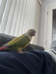Lost Male Bird last seen Collicutt School, Cottingham St., Macklin Ave., Richardson Ave., Coralberry Ave., Arrowwood Dr. S.,, Winnipeg, MB R2V 2L5