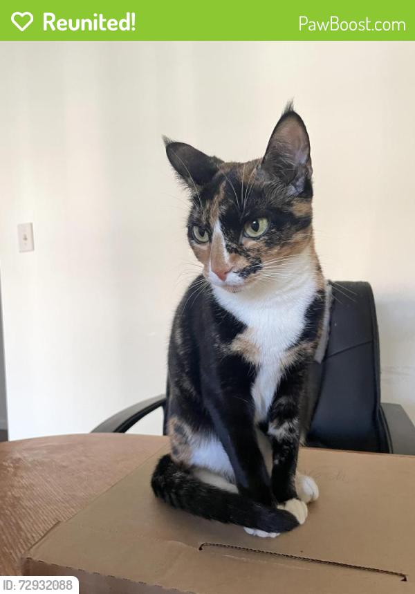 Reunited Female Cat last seen Near Margaux Court, Monroe, GA 30656