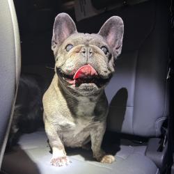 Reunited Unknown Dog last seen Port Saint Lucie, Port St. Lucie, FL 34986