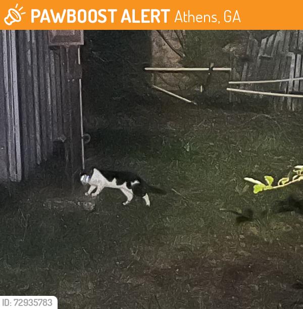 Found/Stray Unknown Cat last seen East Side, Athens, GA 30605