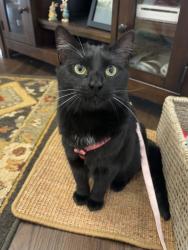 Lost Female Cat last seen Arches on the Lake building D, Athens, GA 30605