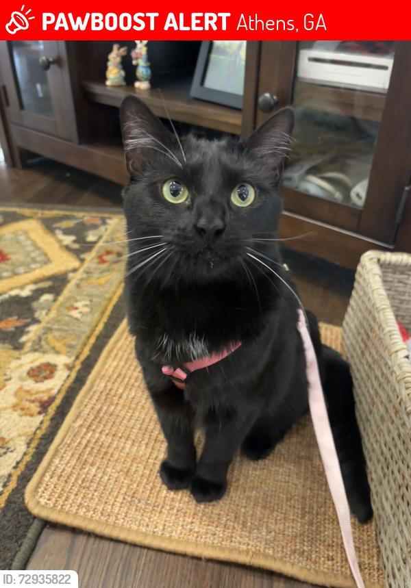 Lost Female Cat last seen Arches on the Lake building D, Athens, GA 30605