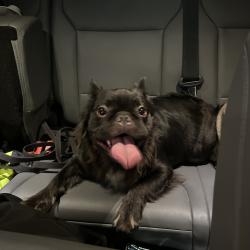 Reunited Unknown Dog last seen Port Saint Lucie, Port St. Lucie, FL 34986
