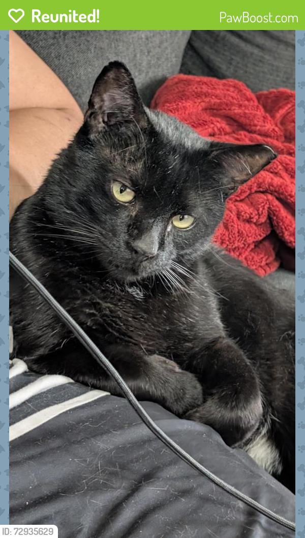 Reunited Male Cat last seen 32nd Ave and Sharon, Phoenix, AZ 85029