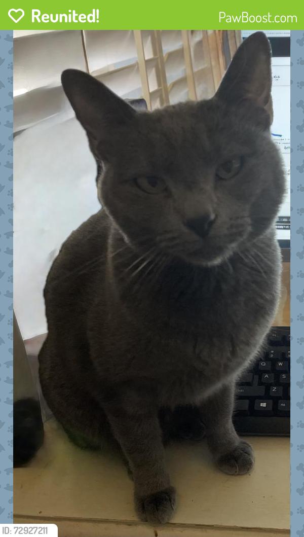 Reunited Female Cat last seen 59th ave & Northern , Glendale, AZ 85301