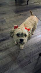 Reunited Female Dog last seen 47th Avenue , Sacramento, CA 95824