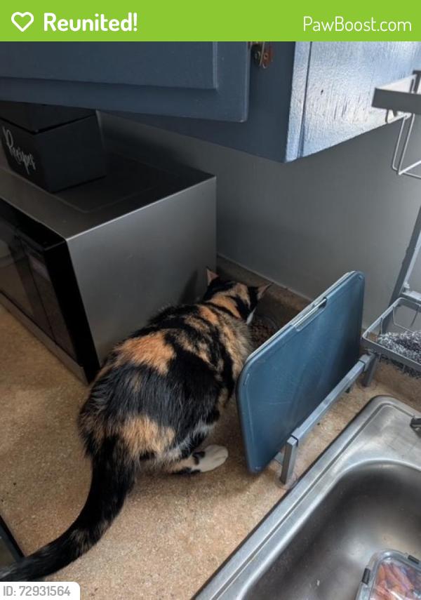 Reunited Female Cat last seen N st Andrews and Melrose, Los Angeles, CA 90038