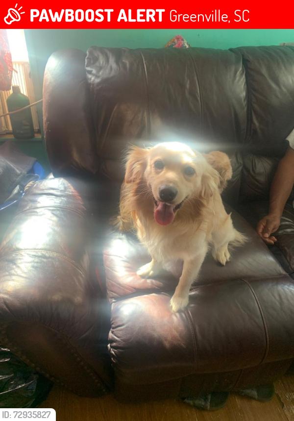 Lost Male Dog last seen White horse rd ext , Greenville, SC 29605