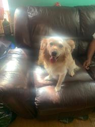 Lost Male Dog last seen White horse rd ext , Greenville, SC 29605