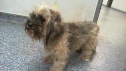 Shelter Stray Male Dog last seen CHARLOTTE, Charlotte, NC 28217