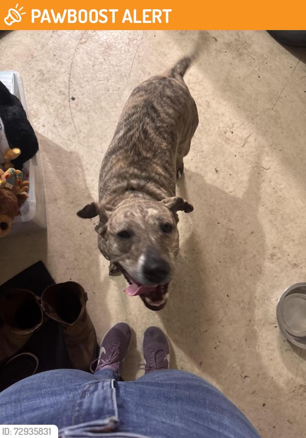 Found/Stray Female Dog last seen Little elk lake, Blue Hill Township, MN 55398