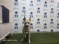 Shelter Stray Female Dog last seen , Orlando, FL 32839