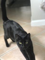 Reunited Male Cat last seen Dafilee Circle - Cypress lakes 55+ community 33417, West Palm Beach, FL 33417