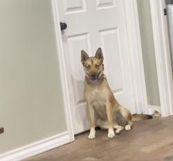 Reunited Female Dog last seen 87th St and Elgin Ave , Lubbock, TX 79423